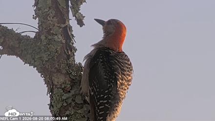 NE Florida Eagles Live Webcam - Aug 20, 2026, 8:02am EDT
