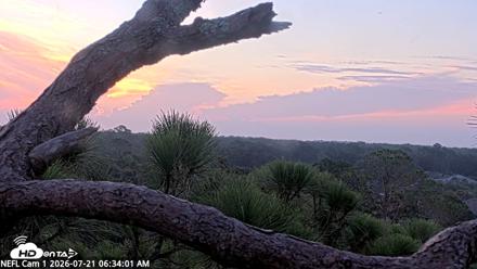 NE Florida Eagles Live Webcam - Jul 21, 2026, 6:37am EDT