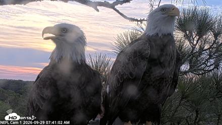 NE Florida Eagles Live Webcam - Sep 29, 2026, 7:42am EDT