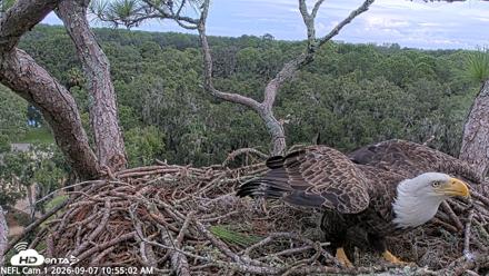 NE Florida Eagles Live Webcam - Sep 7, 2026, 10:55am EDT