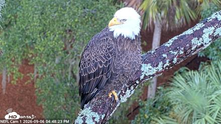 NE Florida Eagles Live Webcam - Sep 6, 2026, 4:49pm EDT