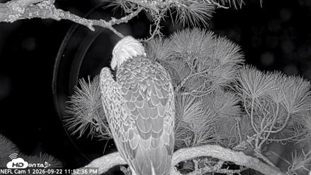 NE Florida Eagles Live Webcam - Sep 22, 2026, 11:53pm EDT