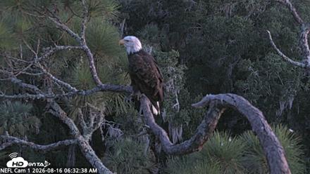 NE Florida Eagles Live Webcam - Aug 16, 2026, 6:33am EDT