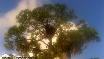 NE Florida Eagles Live Webcam - Aug 31, 2026, 9:47am EDT