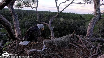 NE Florida Eagles Live Webcam - Aug 30, 2026, 7:39pm EDT