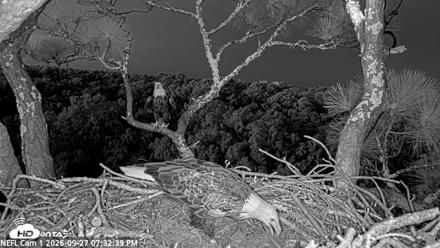 NE Florida Eagles Live Webcam - Sep 27, 2026, 7:33pm EDT