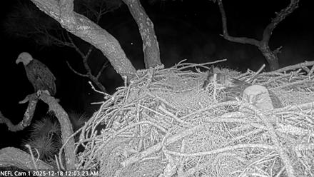 NE Florida Eagles Live Webcam - Dec 18, 2025, 12:04am EST