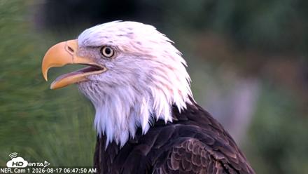 NE Florida Eagles Live Webcam - Aug 17, 2026, 6:48am EDT