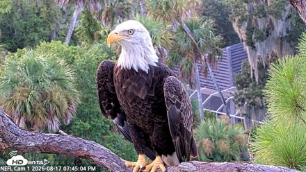 NE Florida Eagles Live Webcam - Aug 17, 2026, 7:46pm EDT