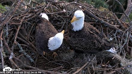 NE Florida Eagles Live Webcam - Sep 22, 2026, 7:35pm EDT
