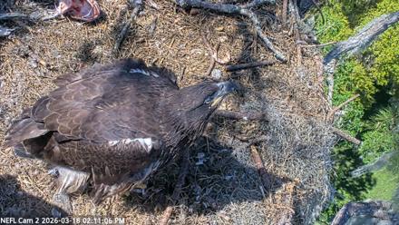 NE Florida Eagles Live Webcam - Mar 18, 2026, 2:11pm EDT