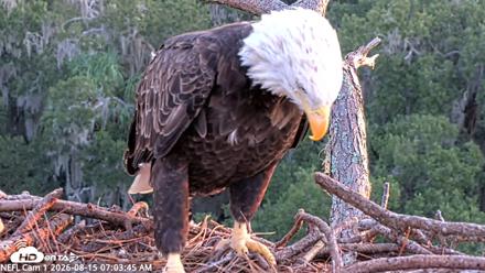NE Florida Eagles Live Webcam - Aug 15, 2026, 7:04am EDT