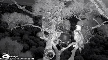 NE Florida Eagles Live Webcam - Aug 29, 2026, 8:07pm EDT