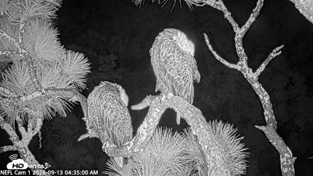 NE Florida Eagles Live Webcam - Sep 13, 2026, 4:36am EDT
