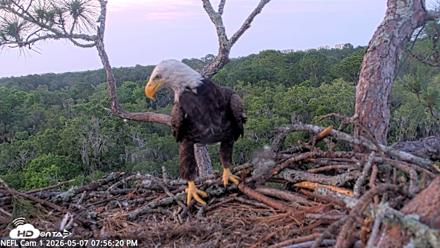 NE Florida Eagles Live Webcam - May 7, 2026, 7:57pm EDT