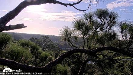 NE Florida Eagles Live Webcam - Aug 29, 2026, 8:15am EDT