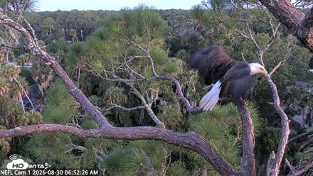 NE Florida Eagles Live Webcam - Aug 30, 2026, 6:53am EDT