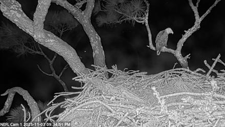 NE Florida Eagles Live Webcam - Nov 7, 2025, 9:35pm EST