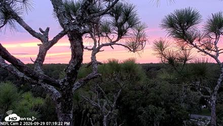 NE Florida Eagles Live Webcam - Sep 29, 2026, 7:20pm EDT