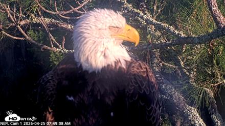NE Florida Eagles Live Webcam - Apr 25, 2026, 7:49am EDT