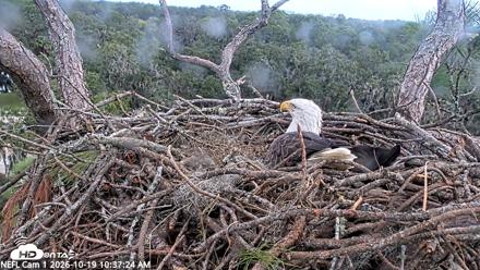 NE Florida Eagles Live Webcam - Oct 19, 2026, 10:38am EDT