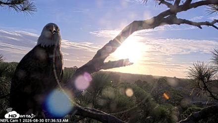 NE Florida Eagles Live Webcam - Aug 30, 2026, 7:37am EDT