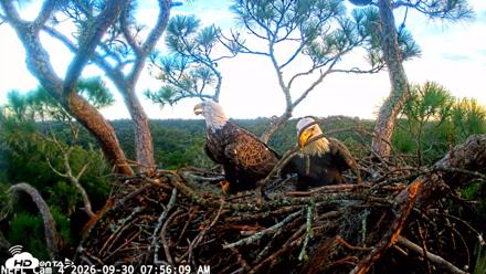 NE Florida Eagles Live Webcam - Sep 30, 2026, 7:56am EDT