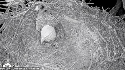 NE Florida Eagles Live Webcam - Sep 15, 2026, 11:47pm EDT