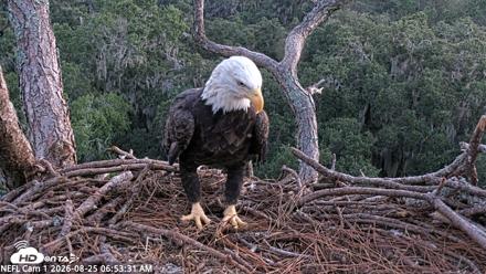 NE Florida Eagles Live Webcam - Aug 25, 2026, 6:54am EDT