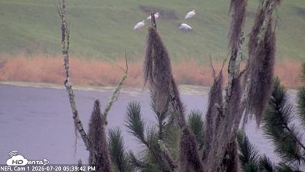 NE Florida Eagles Live Webcam - Jul 20, 2026, 5:40pm EDT