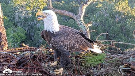 NE Florida Eagles Live Webcam - Sep 6, 2026, 7:25am EDT