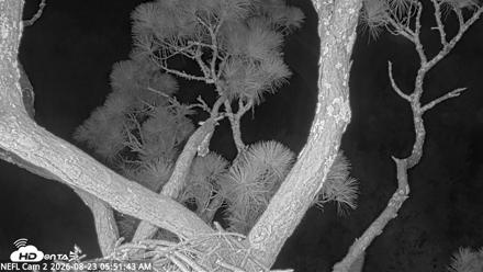 NE Florida Eagles Live Webcam - Aug 23, 2026, 5:54am EDT
