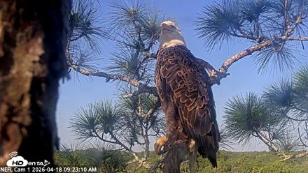 NE Florida Eagles Live Webcam - Apr 18, 2026, 9:24am EDT