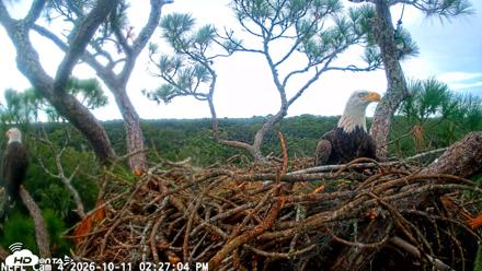 NE Florida Eagles Live Webcam - Oct 11, 2026, 2:27pm EDT