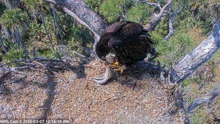 NE Florida Eagles Live Webcam - Mar 7, 2026, 12:57pm EST