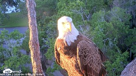 NE Florida Eagles Live Webcam - Apr 16, 2026, 7:30pm EDT