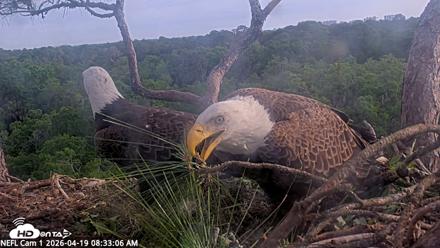 NE Florida Eagles Live Webcam - Apr 19, 2026, 8:34am EDT