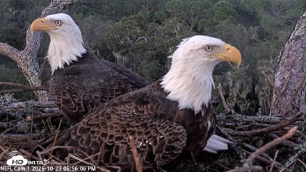 NE Florida Eagles Live Webcam - Oct 23, 2026, 6:56pm EDT