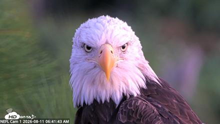 NE Florida Eagles Live Webcam - Aug 11, 2026, 6:42am EDT
