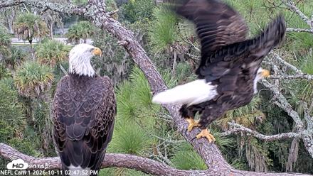 NE Florida Eagles Live Webcam - Oct 11, 2026, 2:48pm EDT
