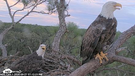NE Florida Eagles Live Webcam - Sep 21, 2026, 7:13pm EDT