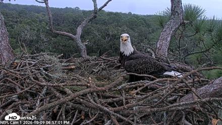NE Florida Eagles Live Webcam - Oct 9, 2026, 6:57pm EDT
