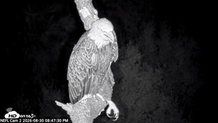 NE Florida Eagles Live Webcam - Aug 30, 2026, 8:48pm EDT