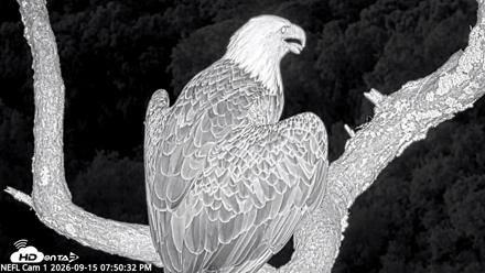 NE Florida Eagles Live Webcam - Sep 15, 2026, 7:51pm EDT