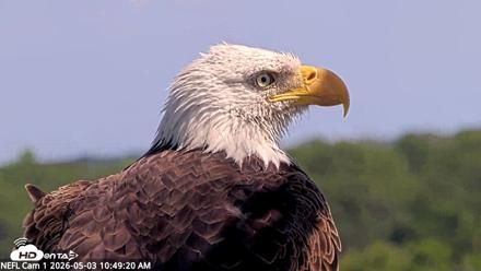 NE Florida Eagles Live Webcam - May 3, 2026, 10:50am EDT