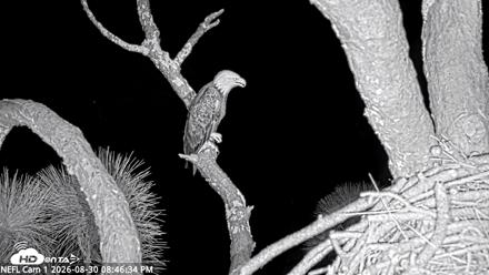 NE Florida Eagles Live Webcam - Aug 30, 2026, 8:47pm EDT