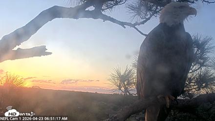 NE Florida Eagles Live Webcam - Apr 23, 2026, 6:52am EDT
