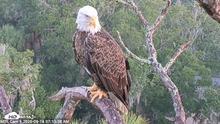 NE Florida Eagles Live Webcam - Sep 14, 2026, 7:14am EDT
