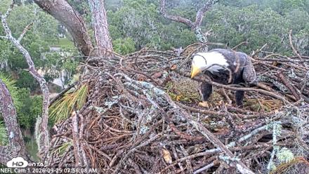 NE Florida Eagles Live Webcam - Sep 25, 2026, 7:56am EDT
