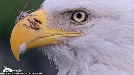 NE Florida Eagles Live Webcam - Apr 30, 2026, 9:26am EDT